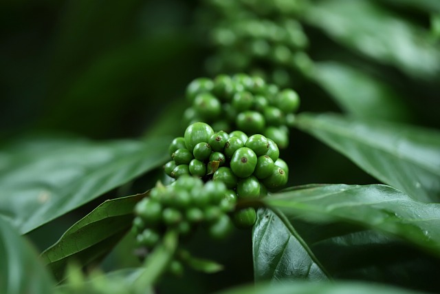 coffee making