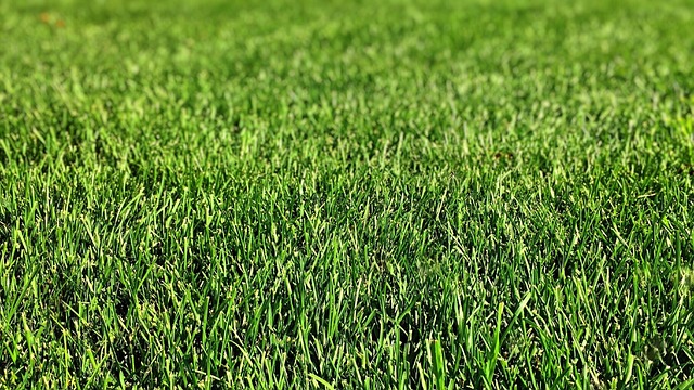 Optimize Your Outdoor Space with Expert Tree Trimming and Pruning Services for Lawn Care Excellence