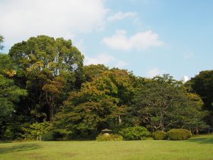 lawn-care-640x480-39925298.jpeg