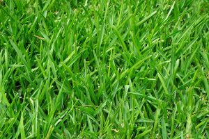 lawn-care-640x480-63447357.jpeg