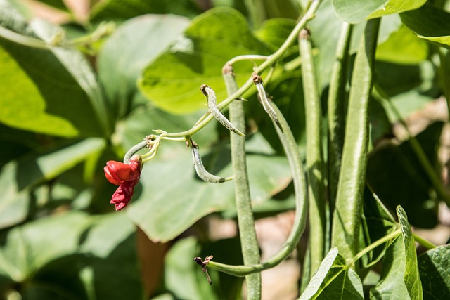 pulses in diet