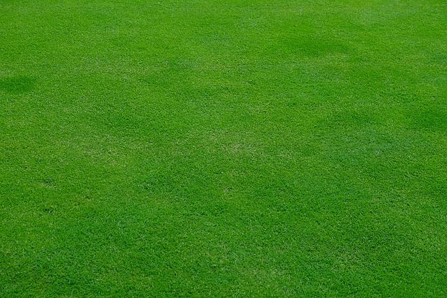 lawn-care-640x480-62453521.jpeg