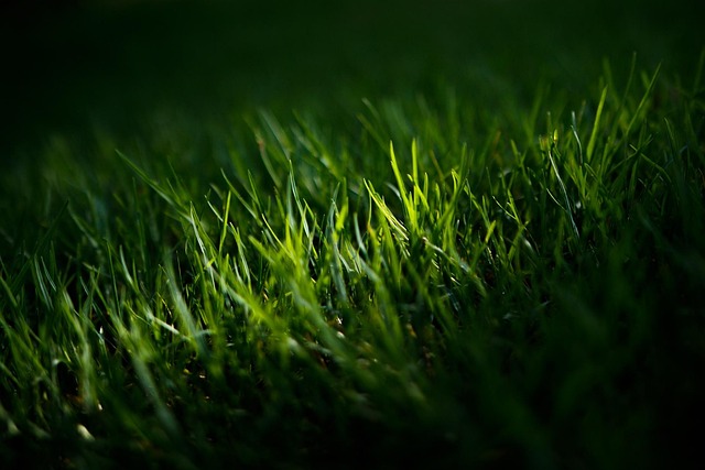 Lawn Care