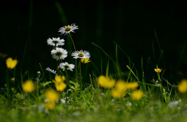 lawn-care-640x480-65926523.jpeg