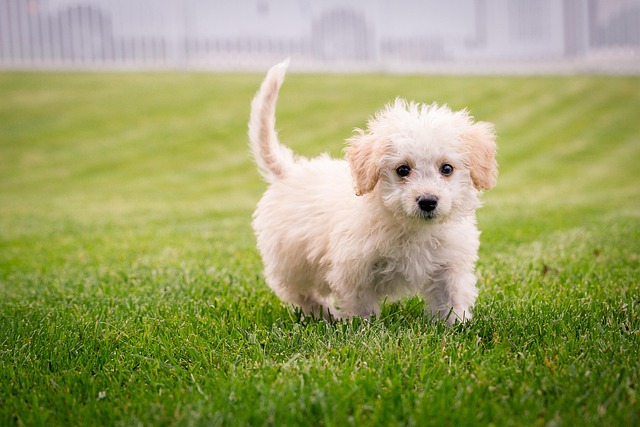 lawn-care-640x480-12365515.jpeg